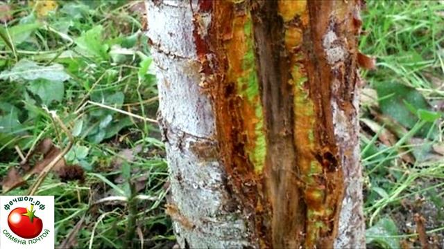 Зачем обрабатывать плодовые деревья мочевиной? смотреть онлайн