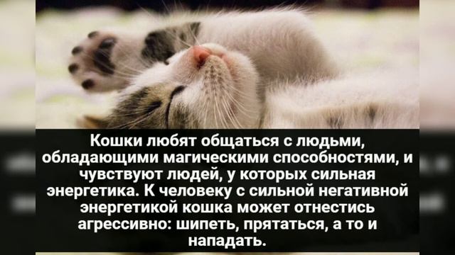 Магия кошек: 10 фактов о мурлыках, которые вас удивят! смотреть онлайн