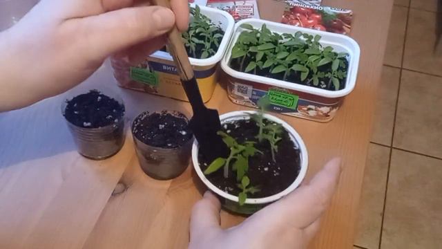 Пора пикировать горшечные томаты. Сколько прошло после всходов. смотреть онлайн
