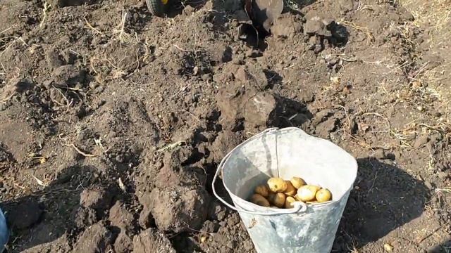 Копаю картошку на мини тракторе плугом смотреть онлайн
