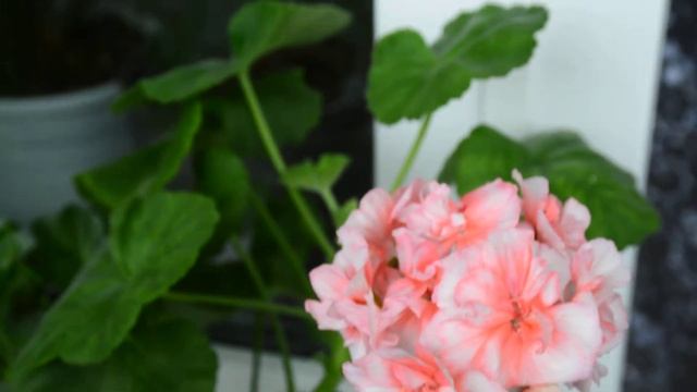 Пеларгония Brookside Primrose