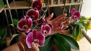 Орхидеи Каменная роза /Chiada Stacy 'Chocolate Drop'/ и Magic Art. В чем их особенность?..
