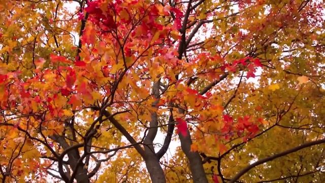 КАМЕРТОН (вокализ) смотреть онлайн