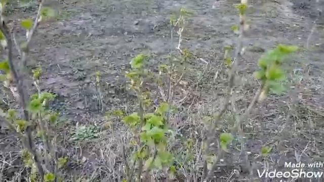 Весна на даче !!!Шашлыки на карантине ???😱🌷🌿🌴/Nastya Star!!! смотреть онлайн