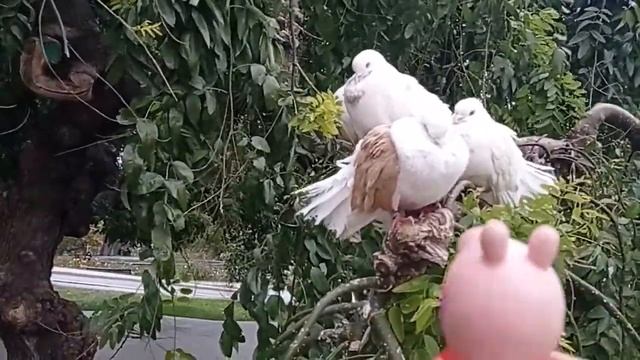 Прогулка продолжается. смотреть онлайн