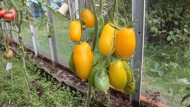 Сорт -" ДЫННЫЙ". Томаты от Фёдора. смотреть онлайн