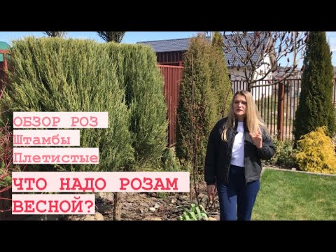 РОЗЫ ПЕРВАЯ ОБРАБОТКА И ПОДКОРМКА _ ОБЗОР РОЗ ПОСЛЕ ЗИМЫ.mp4 смотреть онлайн