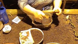 Посев семян Гелихризум (Цмин) (Helichrysum) в подготовленную землю.