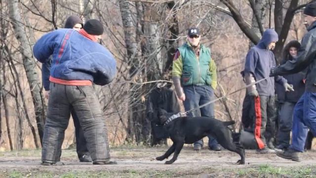 Рабочие кане корсо 6 смотреть онлайн