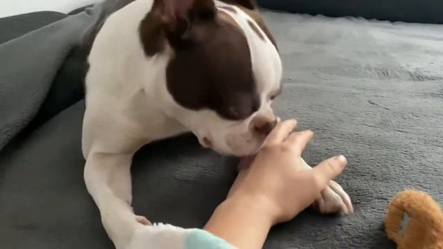 Будни с собакой | Бостон Терьер Юна | Boston Terrier Dog смотреть онлайн