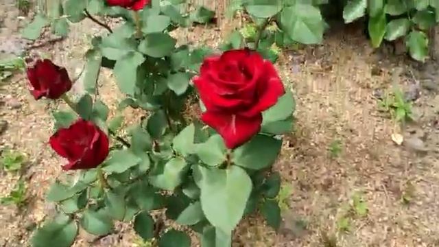 Роза Эксплорер смотреть онлайн