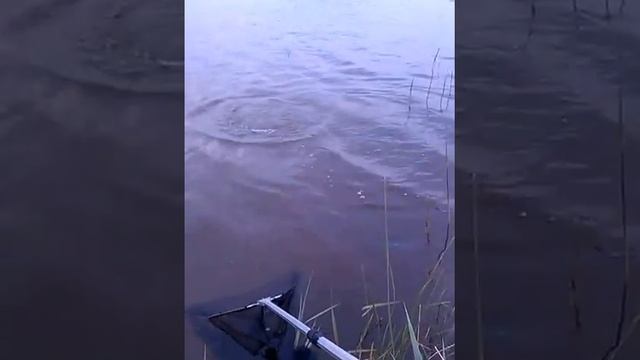 Сазан в Хакасии смотреть онлайн