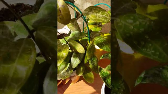 Цветы Натальи Фёдоровой смотреть онлайн