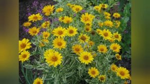 Красивые многолетники цветущие всё лето.