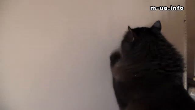 Бешеная кошка. Злая? смотреть онлайн