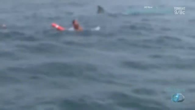 МЕГАЛОДОН ЖИВ?! НОВЫЕ ФАКТЫ.