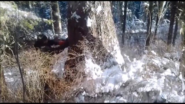 кубатуристый листвяг смотреть онлайн