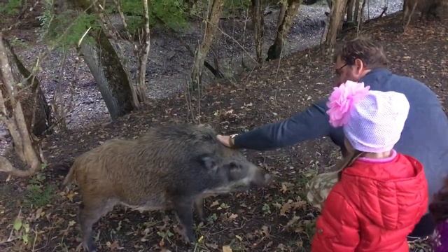 Встреча с дикими кабанами в Крыму смотреть онлайн