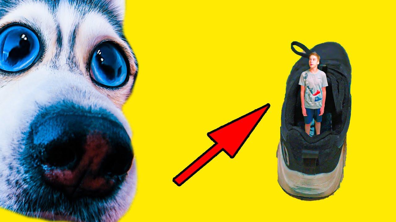 Я УМЕНЬШИЛ МЛАДШЕГО ЧЕЛОВЕКА и ЗАСУНУЛ ЕГО В КРОССОВОК!! (Хаски Бандит) Говорящая собака смотреть онлайн