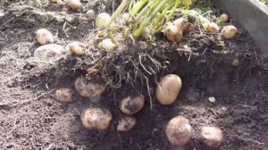 ОБЗОР  Выращивание картофеля на малой площади..mp4