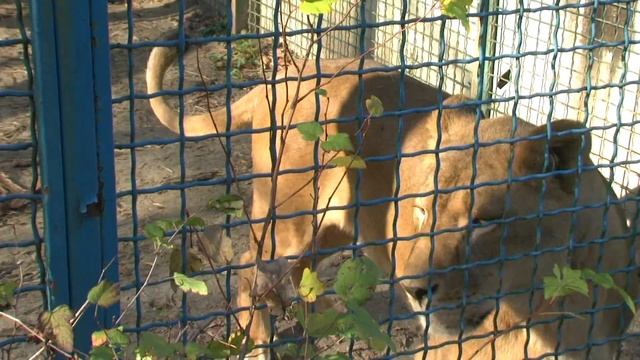 JVC GZ-HD5 Небольшой обзор видеокамеры JVC Примеры видео сьемки и сделанные на эту камеру фотографи смотреть онлайн