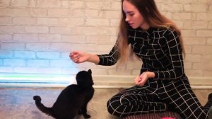 ДРЕССИРОВКА КОТА | Команды Сидеть и Поцелуйчик / Снимаю кота в TIK TOK