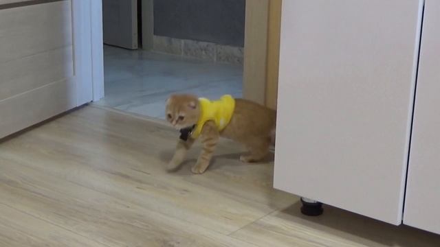 БЛОГЕР КОТ) ЧТО ОН СМОЖЕТ СНЯТЬ САМ? смотреть онлайн