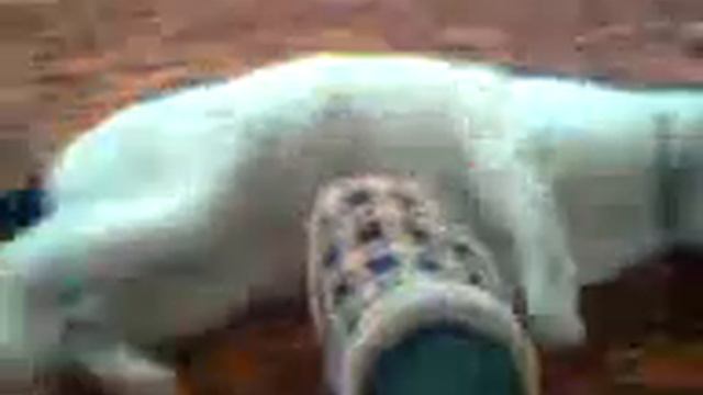 кот заводит мотоцикл