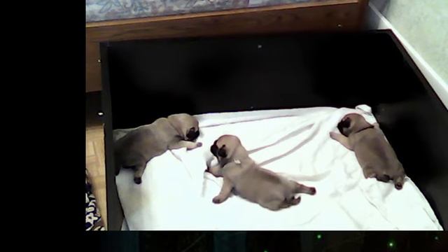 Прямая трансляция пользователя Mosiki Ru смотреть онлайн