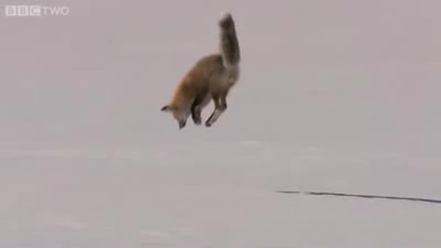 Лиса охотится на мышь