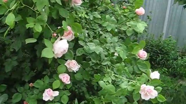 Английская роза The Generous Gardener на арке #rose,#розыдэвидаостина, смотреть онлайн