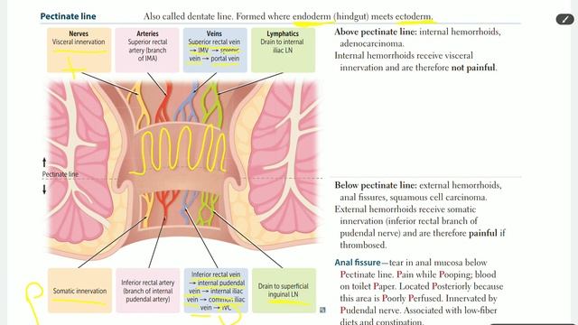 Up To Date - GIT anatomy (part6) [hemorrhoids & anal fissure] смотреть онлайн
