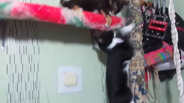 CALICO CAT, И СНОВА МАЛЫШКА КУКИ. смотреть онлайн