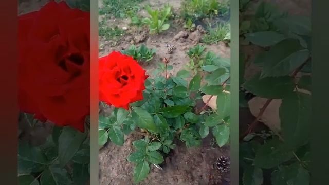 #Роза Чёрная магия (Black Magic ) ? Куст первый смотреть онлайн