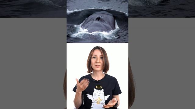 Как киты дышат под водой