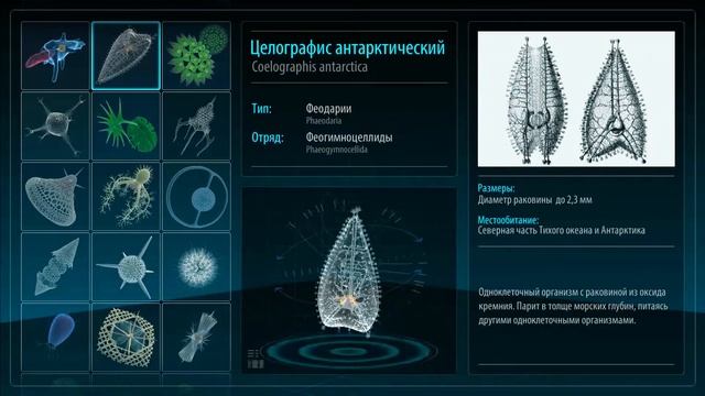 Интерактивные голографические пирамиды для Приморского океанариума смотреть онлайн