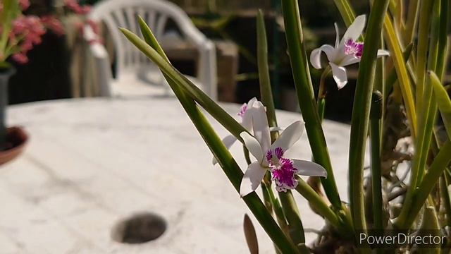Laelia lundii レリア ルンディー смотреть онлайн