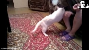 Боевые коты! Нападение кошек на собак, нападение на людей! Агрессивные кошки!