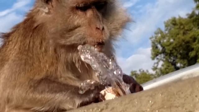 Java Macaque Monkey Splash смотреть онлайн