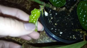 Бегония "Тамайя" /уход/развитие /