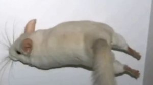 Как выгуливать шиншиллу по квартире