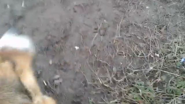 Толстые крымские собаки :) смотреть онлайн