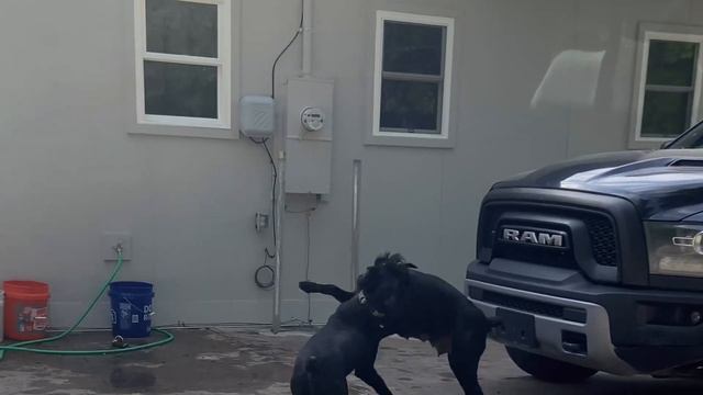 Two Giant Schnauzers At Play