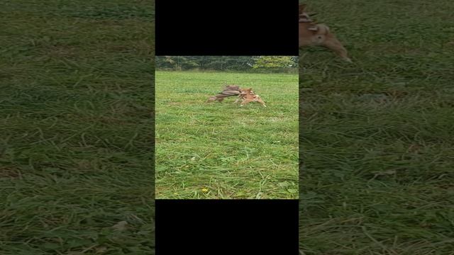 Мартин играется с французским бульдогом на Поле без поводка. смотреть онлайн