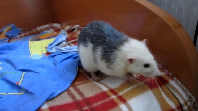 ЗАПАСНАЯ КЛЕТКА || Зачем мне пустая клетка? смотреть онлайн