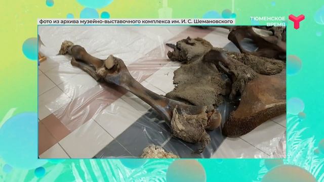 Как хранят кости мамонта? смотреть онлайн
