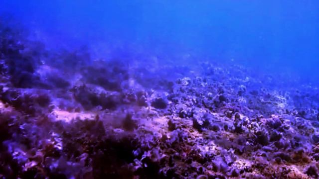 Undermoon - Cuttelfish Incident I live смотреть онлайн