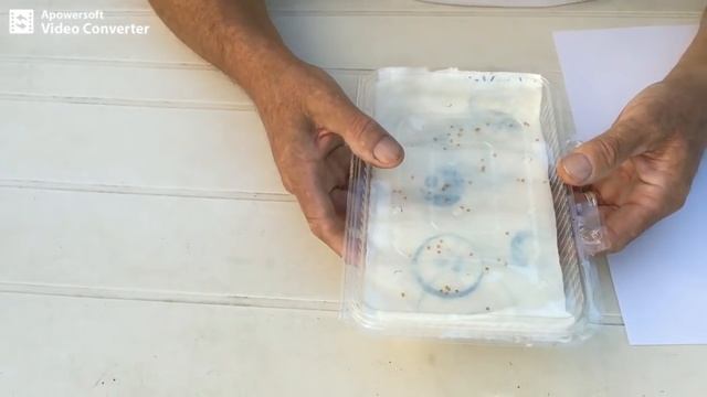 L' orto del Futuro SOLANUM Torvum/Chrysotrichum dalla semina all' innesto. смотреть онлайн