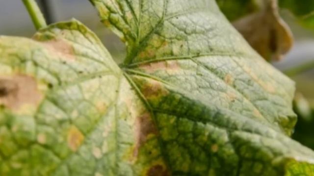ПЯТНА НА ЛИСТЬЯХ ОГУРЦОВ- из-за чего появляются, что делать и чем лечить. ЭНЦИКЛОПЕДИЯ ДАЧНИКА смотреть онлайн