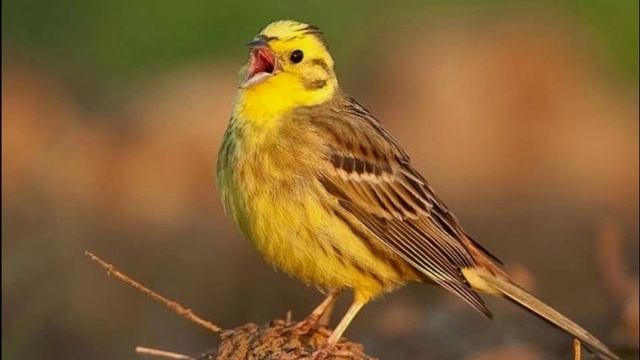 Кукольный театр. Урок Овсянка. Лесная школа. смотреть онлайн